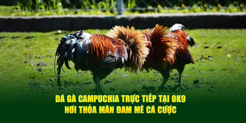 Đá gà Campuchia trực tiếp