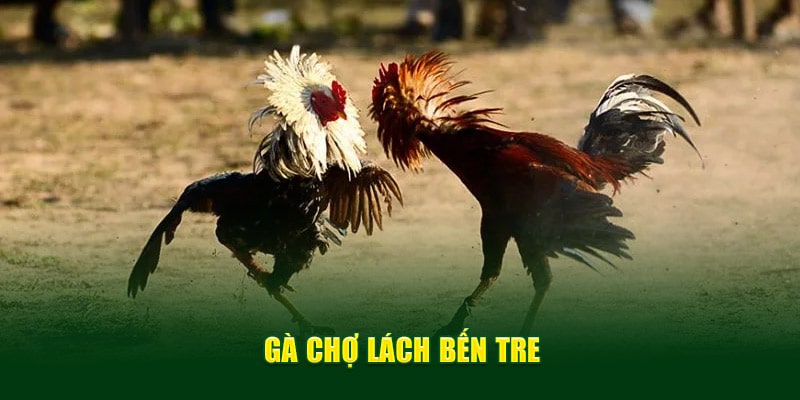 Gà Chợ Lách Bến Tre