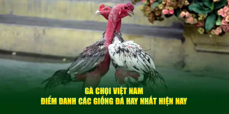 Gà Chọi Việt Nam - Điểm Danh Các Giống Đá Hay Nhất Hiện Nay