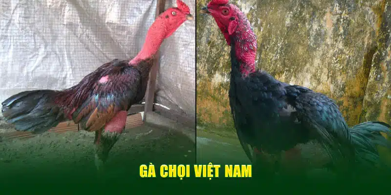 Gà chọi Việt Nam