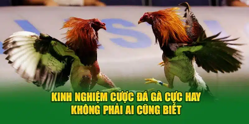 Kinh nghiệm cược Đá Gà cực hay không phải ai cũng biết