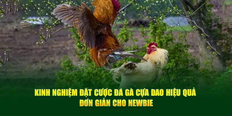 Đá gà cựa dao