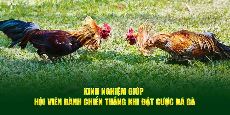 Kinh nghiệm giúp hội viên dành chiến thắng khi đặt cược đá gà