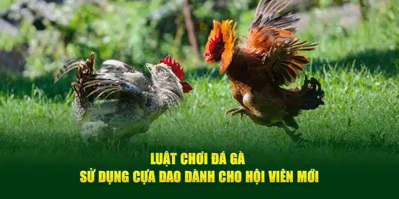 Luật chơi đá gà sử dụng cựa dao dành cho hội viên mới