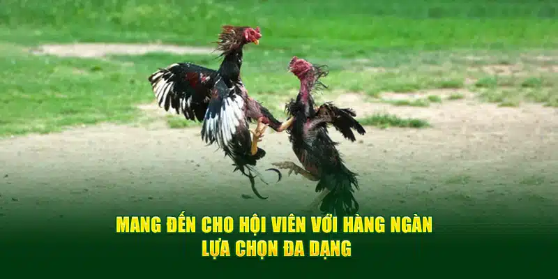 Mang đến cho hội viên với hàng ngàn lựa chọn đa dạng