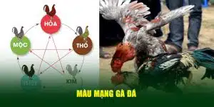 Màu mạng gà đá