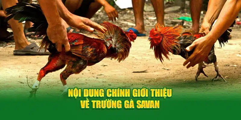 Nội dung chính giới thiệu về trường gà Savan 