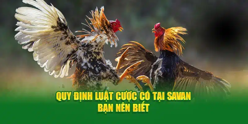 Quy định luật cược có tại Savan bạn nên biết