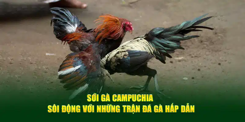 Sới gà Campuchia sôi động với những trận đá gà hấp dẫn