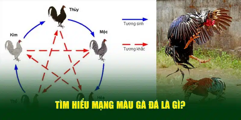 Tìm hiểu mạng màu gà đá là gì?