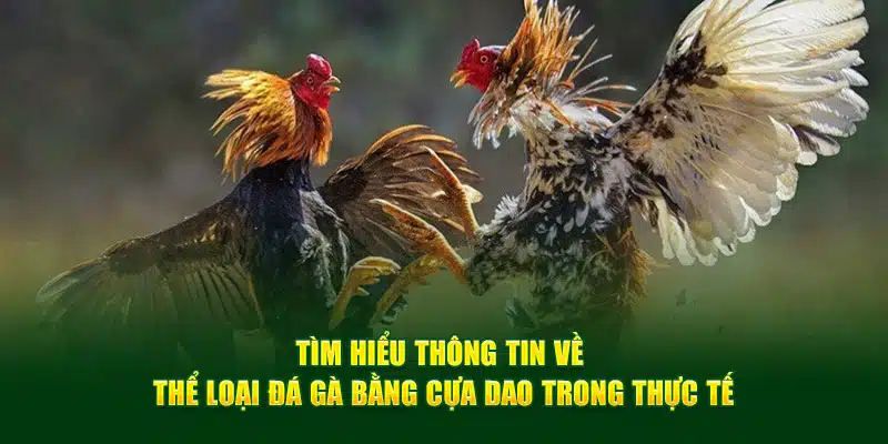 Tìm hiểu thông tin về thể loại đá gà bằng cựa dao trong thực tế