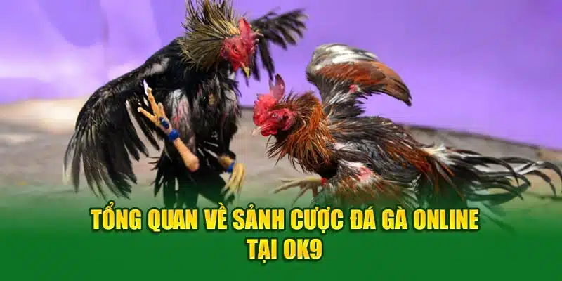 Tổng quan về sảnh cược Đá Gà online tại ok9