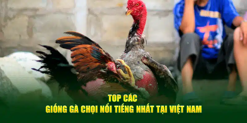 Top các giống gà chọi nổi tiếng nhất tại Việt Nam